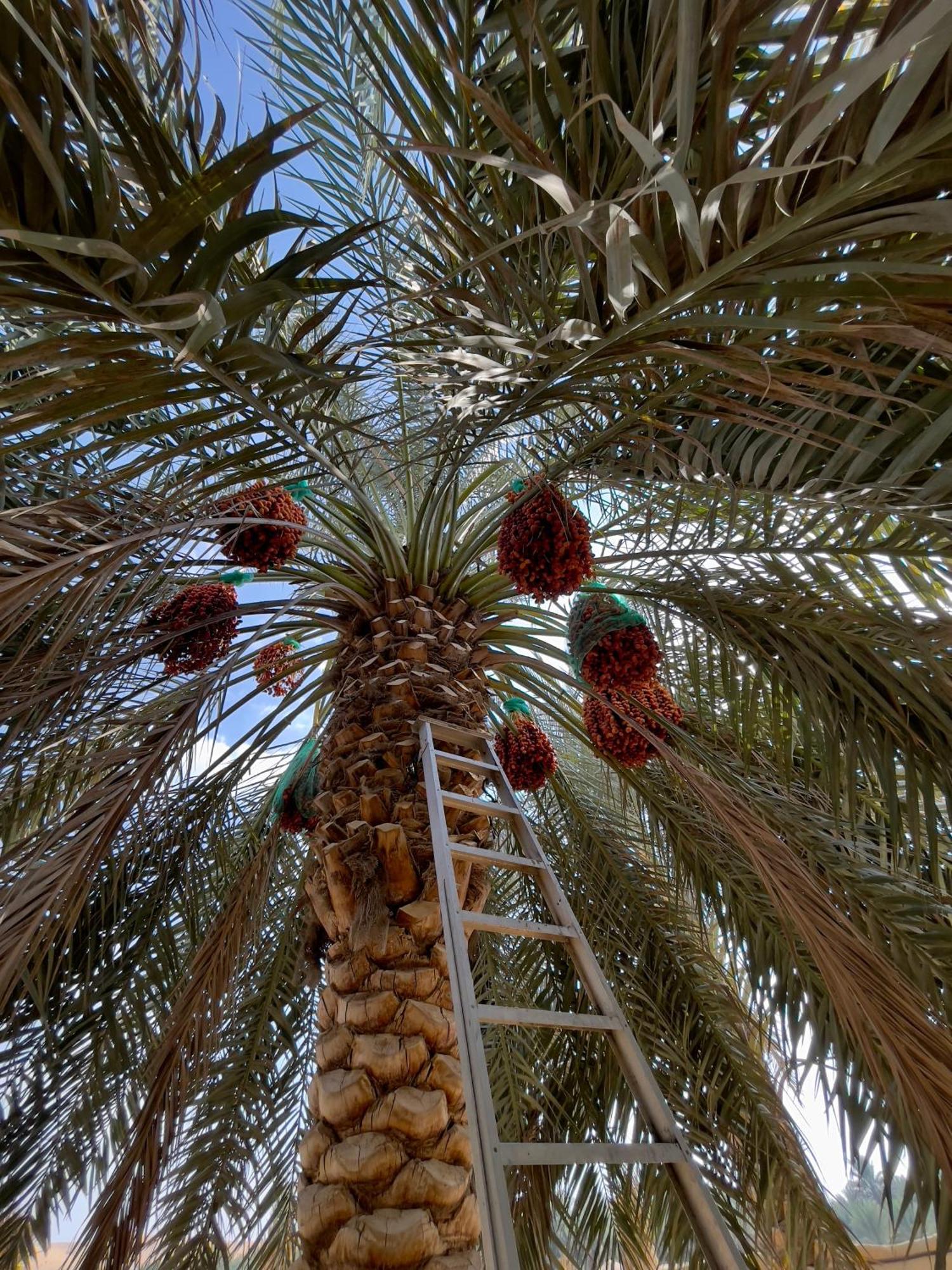 Liwa Nights ليالي ليوا Hotel Exterior photo